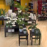 La Violeta Art Floral - Floristeria a Vic