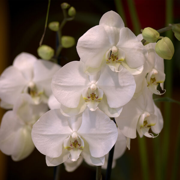 La Violeta Art Floral - Floristeria a Vic