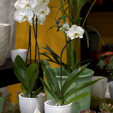 La Violeta Art Floral - Floristeria a Vic