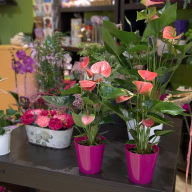 La Violeta Art Floral - Floristeria a Vic