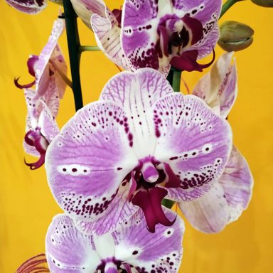 La Violeta Art Floral - Floristeria a Vic