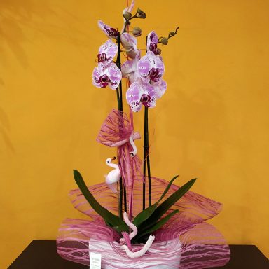 La Violeta Art Floral - Floristeria a Vic