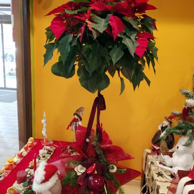 La Violeta Art Floral - Floristeria a Vic